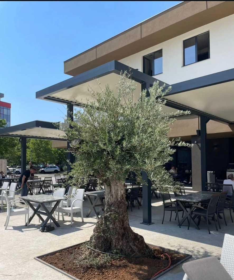 Maslina kao centralni motiv terase restorana