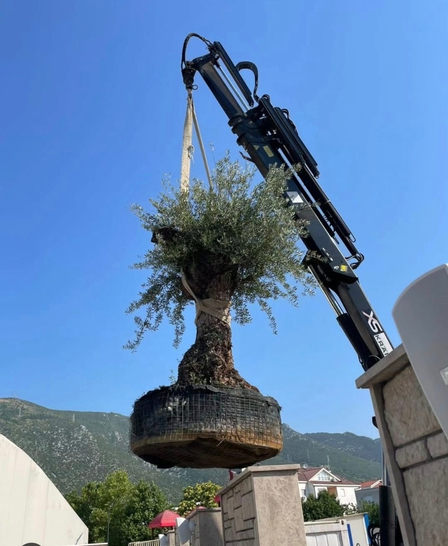 Postavljanje stoljetne masline kranom